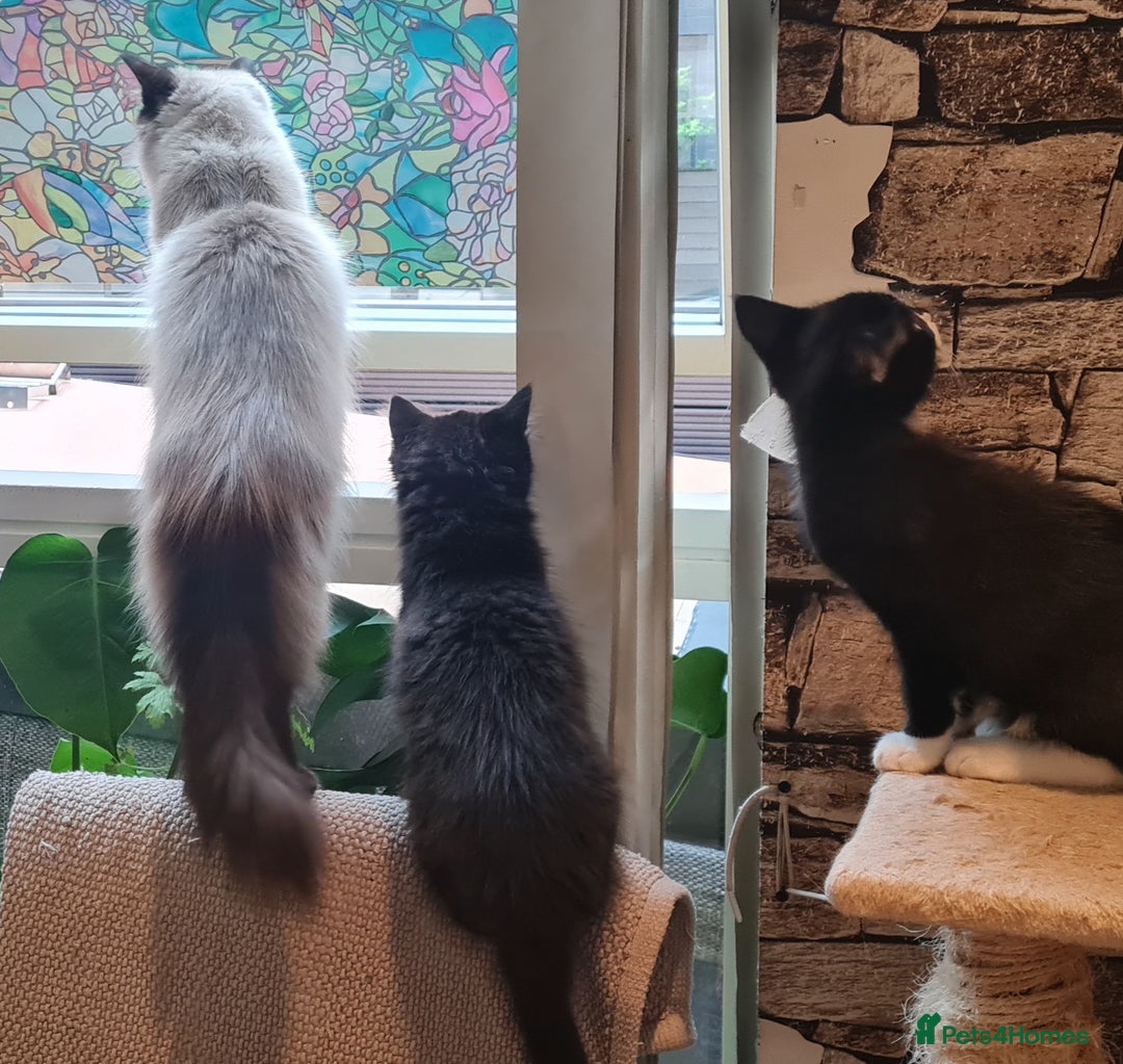 Mixed Breed cats for sale: Mix Ragdoll - Advert 10