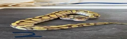 Python Snake reptiles for sale: Hatchling royal pythons. - Advert 5