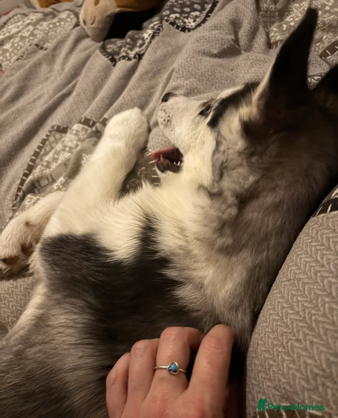 Siberian Husky dogs for sale: 6 month old female husky - Advert 2