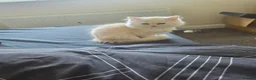 Persian cats for sale: Last persain  kittens 1 - Advert 14