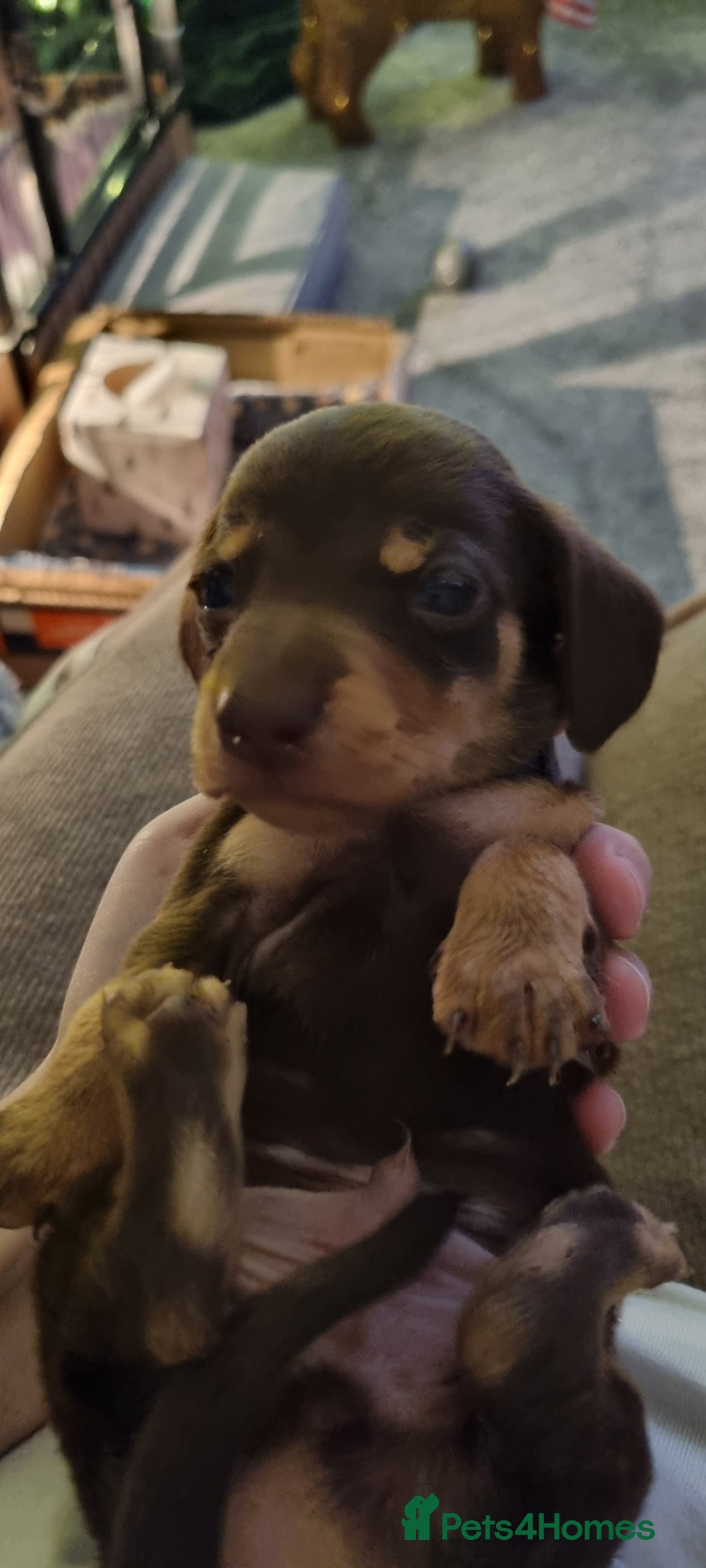 Miniature Dachshund dogs for sale: Short haired Minature Daschunds puppies  - Advert 4