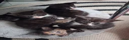 Mixed Breed cats for sale: Five beautiful kittens looking for a new home  - Advert 35