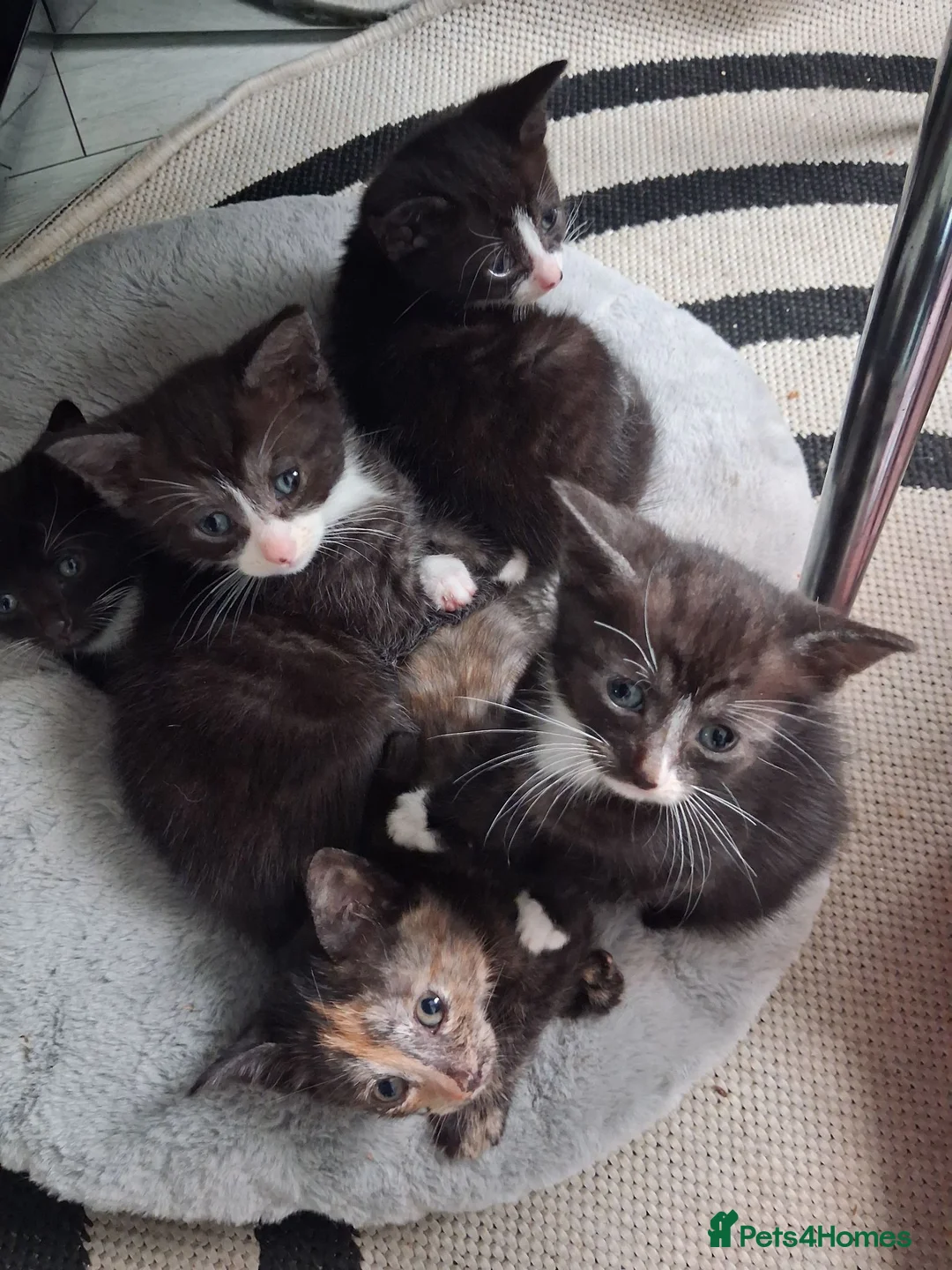Mixed Breed cats for sale: Five beautiful kittens looking for a new home  - Advert 35