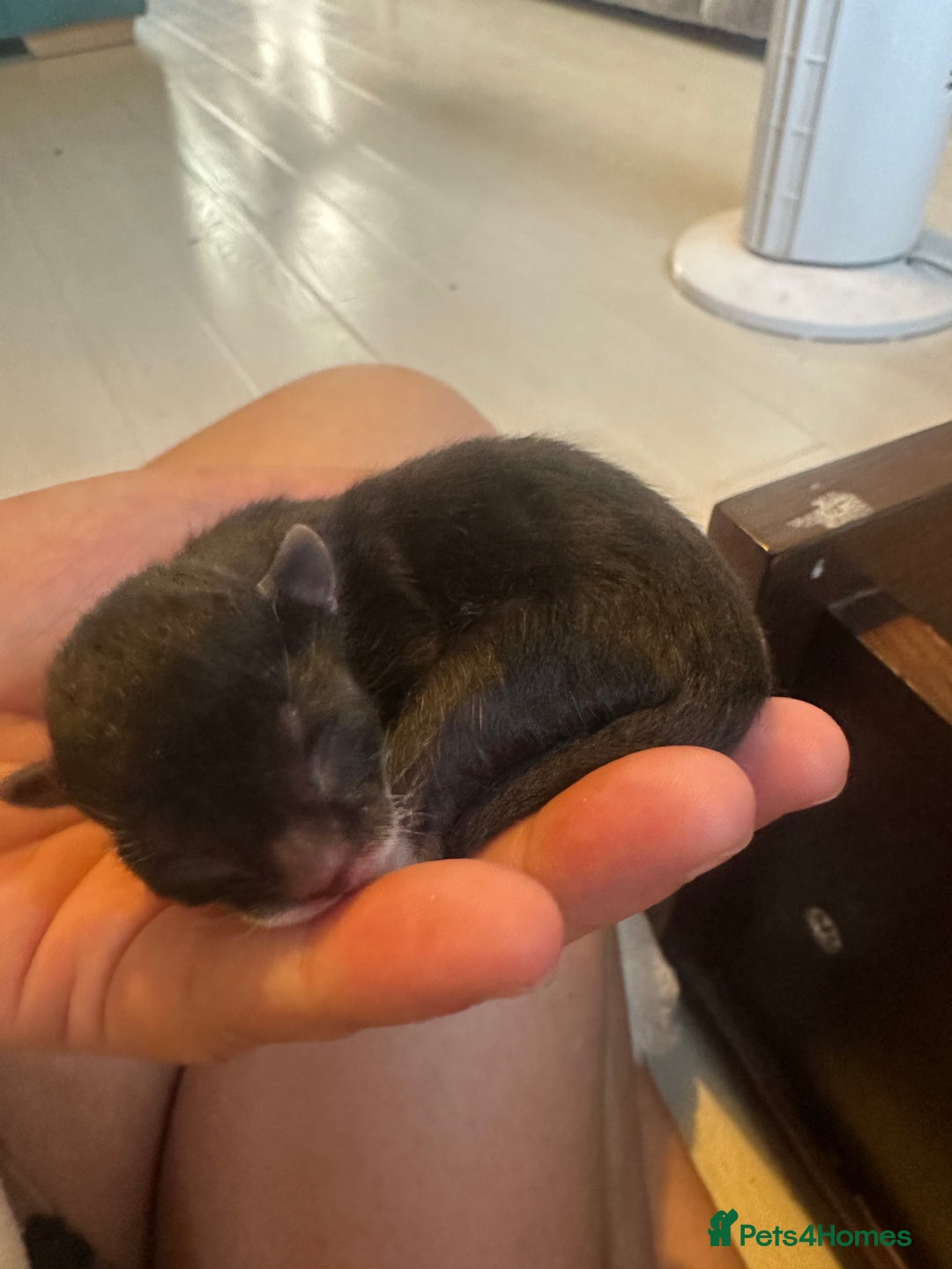 British Shorthair cats for sale: Kittens black/white  - Image 7