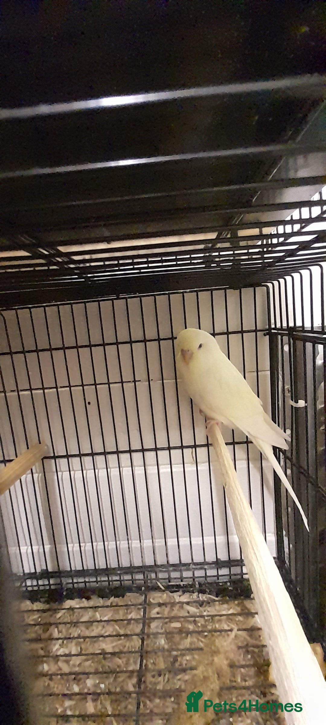 Budgerigars birds for sale: Budgies - Image 6