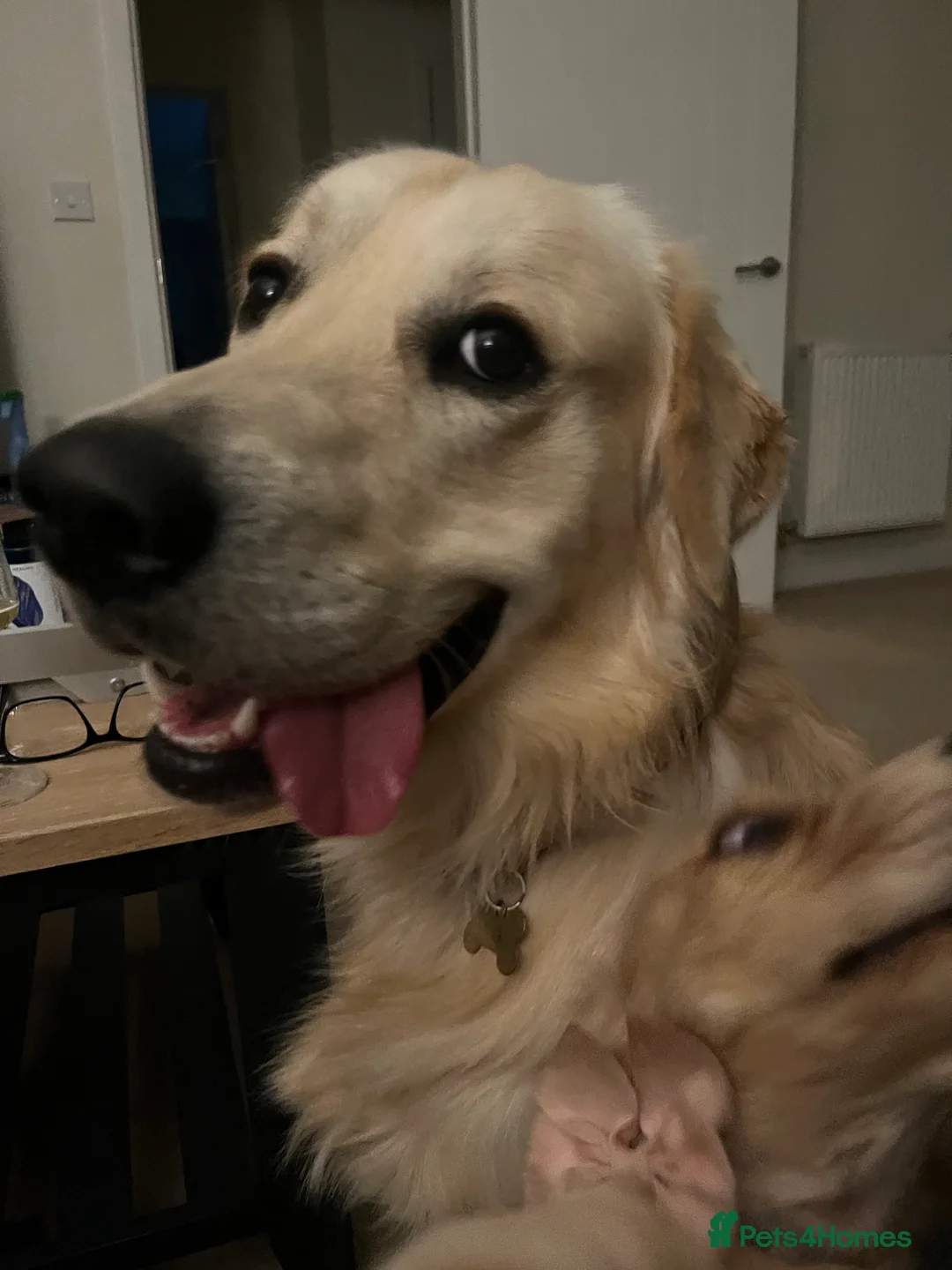 Golden Retriever dogs for stud: Milo - Golden Retriever for stud in Horsham - Advert 12