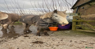 Riding pony horses Appaloosa Cross Yearling will be Rising 2 May 2026 - Advert 14