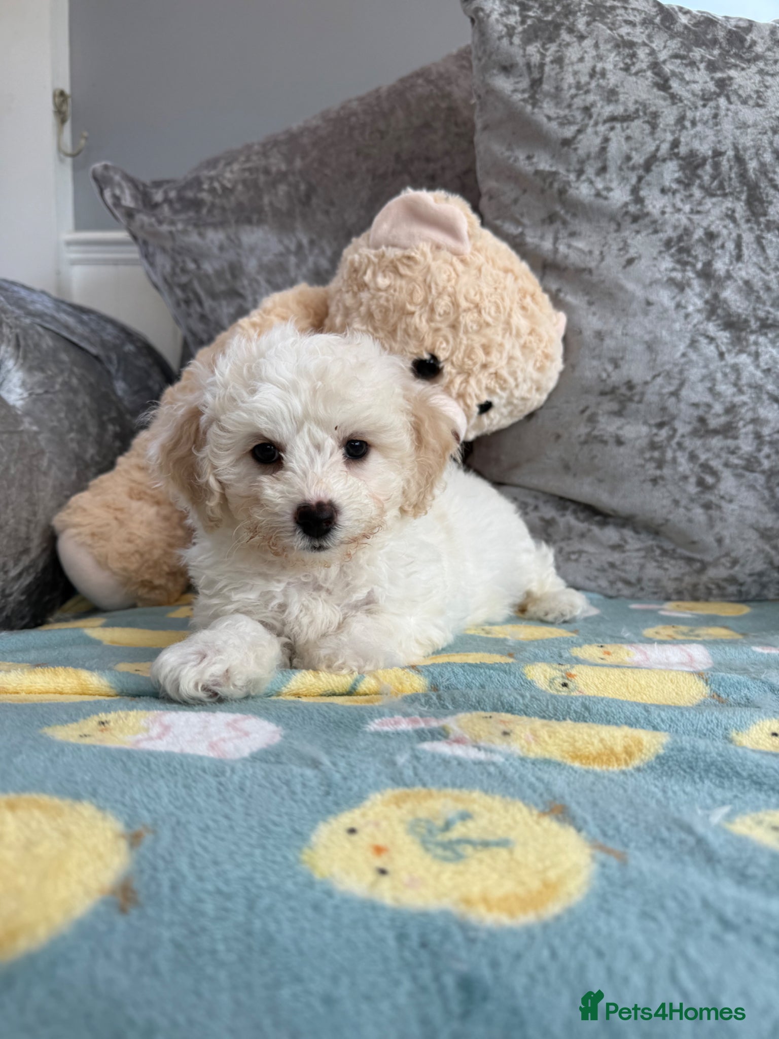 Bichon Frise dogs Stunning KC registered Bichon Pups - Advert 2