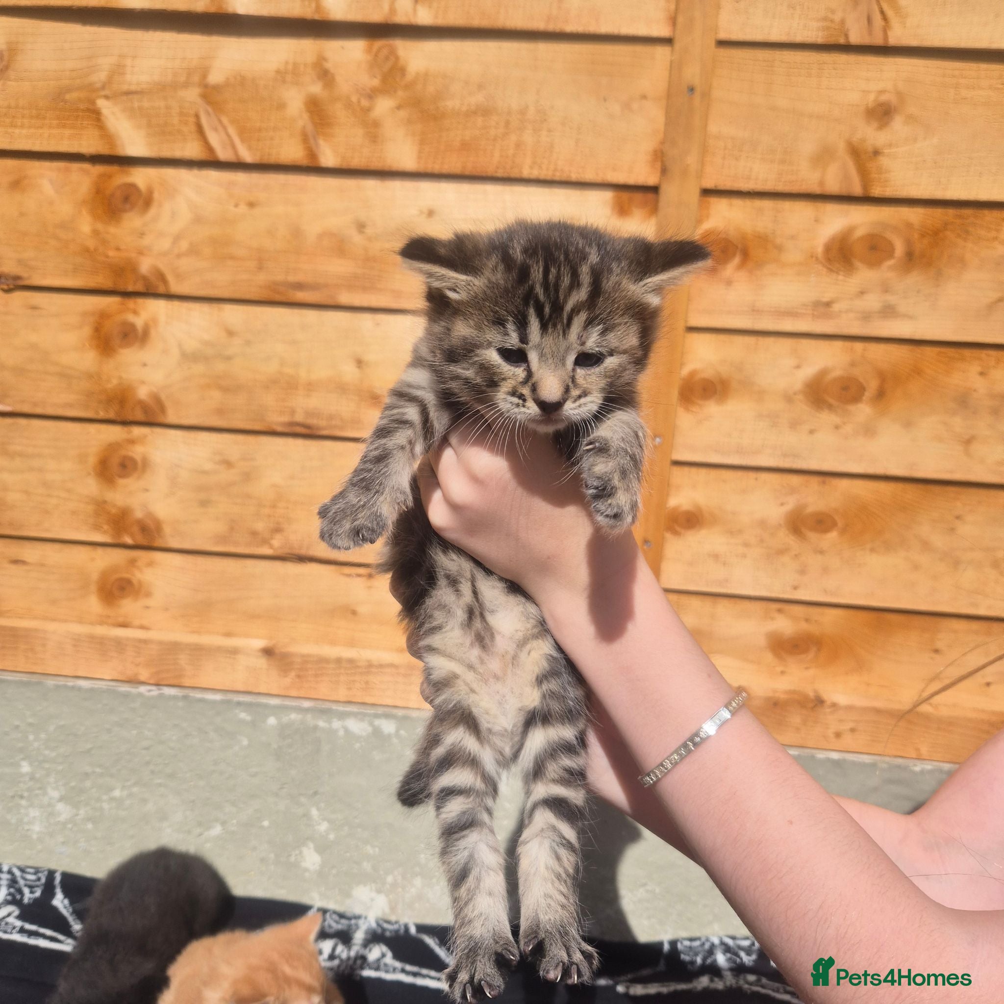 Mixed Breed cats Stunning bengal/maine coon mixed breed - Advert 1
