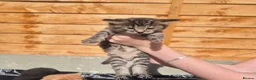 Mixed Breed cats for sale: Stunning bengal/maine coon mixed breed - Advert 14