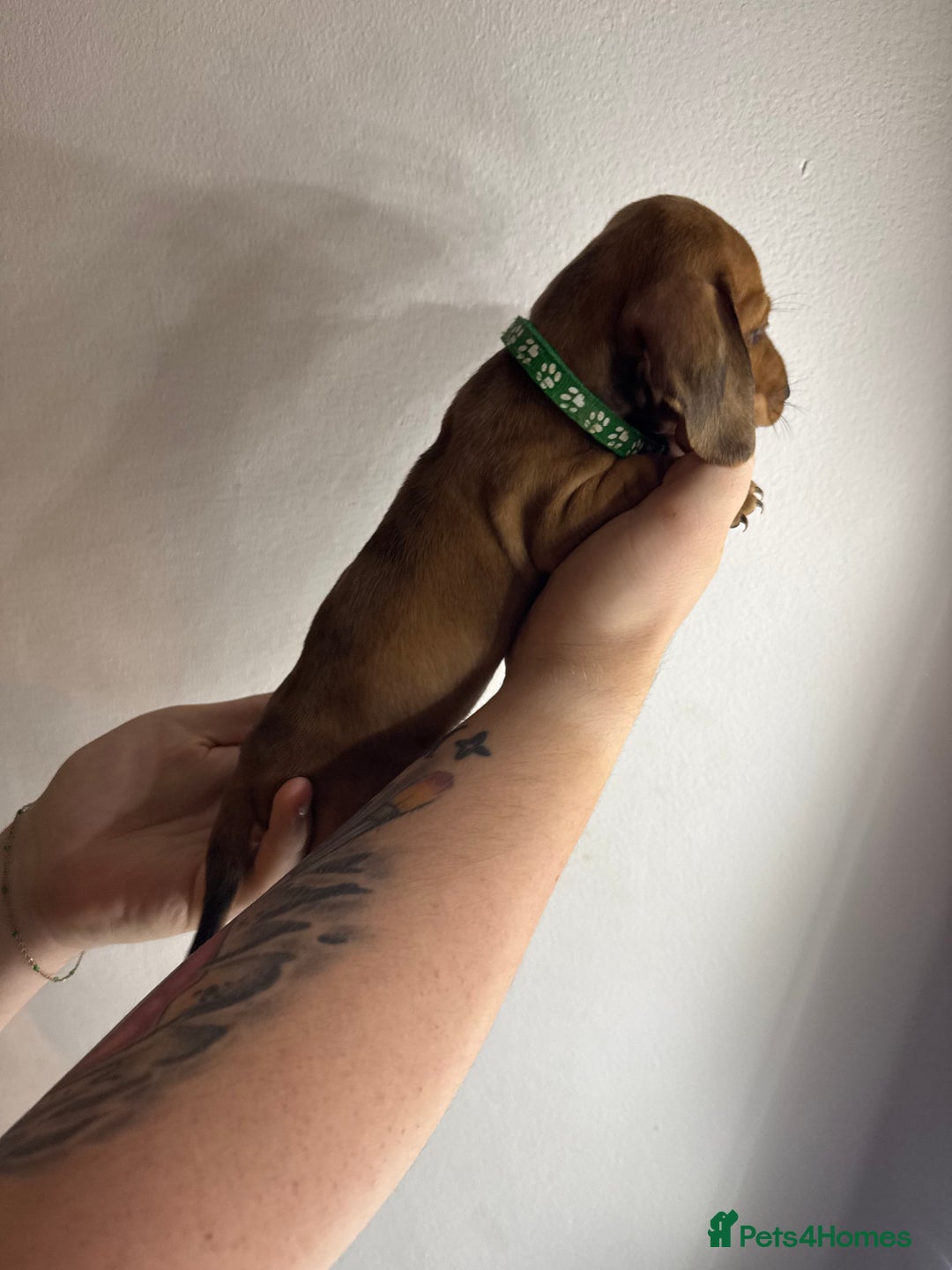 Miniature Dachshund dogs for sale: Miniature dachshunds for sale  - Image 8