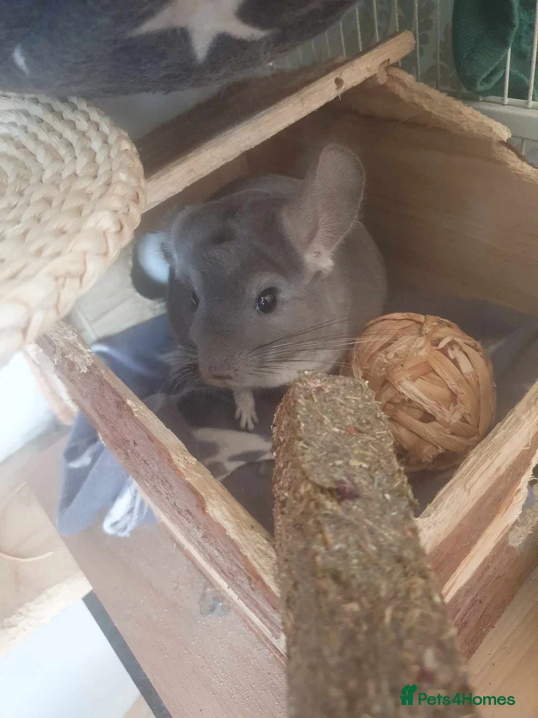 Chinchilla rodents for sale: Male Chinchilla in Wakefield - Advert 2