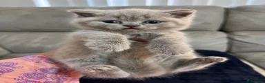 British Shorthair Kitten 1