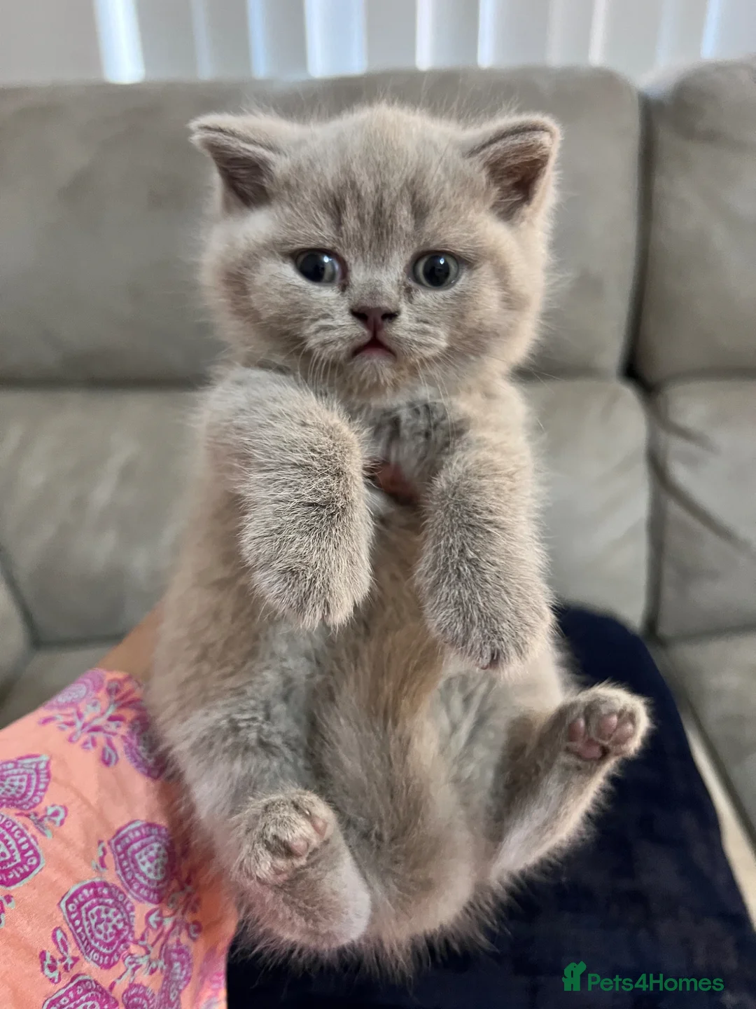 British Shorthair cats for sale: British shorthair blue and lilac - Advert 2