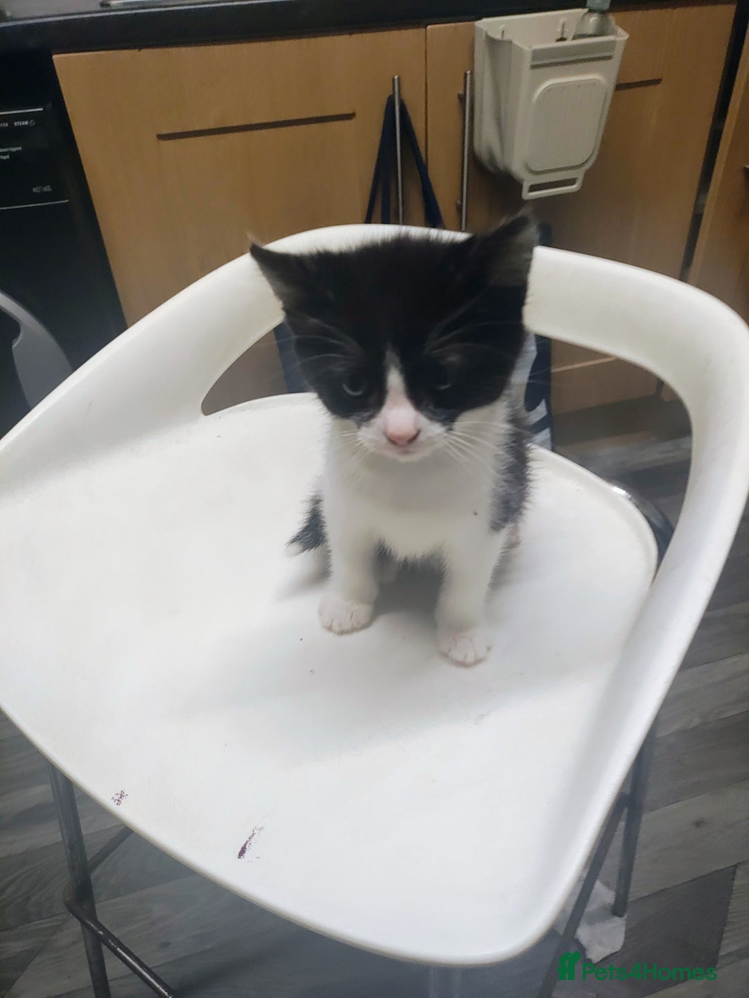 Bombay cats for sale: Playful and lovely  - Image 3