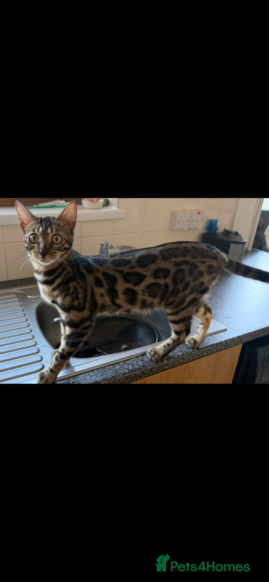 Bengal cats BENGAL 🤎 KITTEN 🔥 TICA REG…. ONE LEFT ‼️ - Advert 2