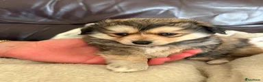 Pomeranian 2