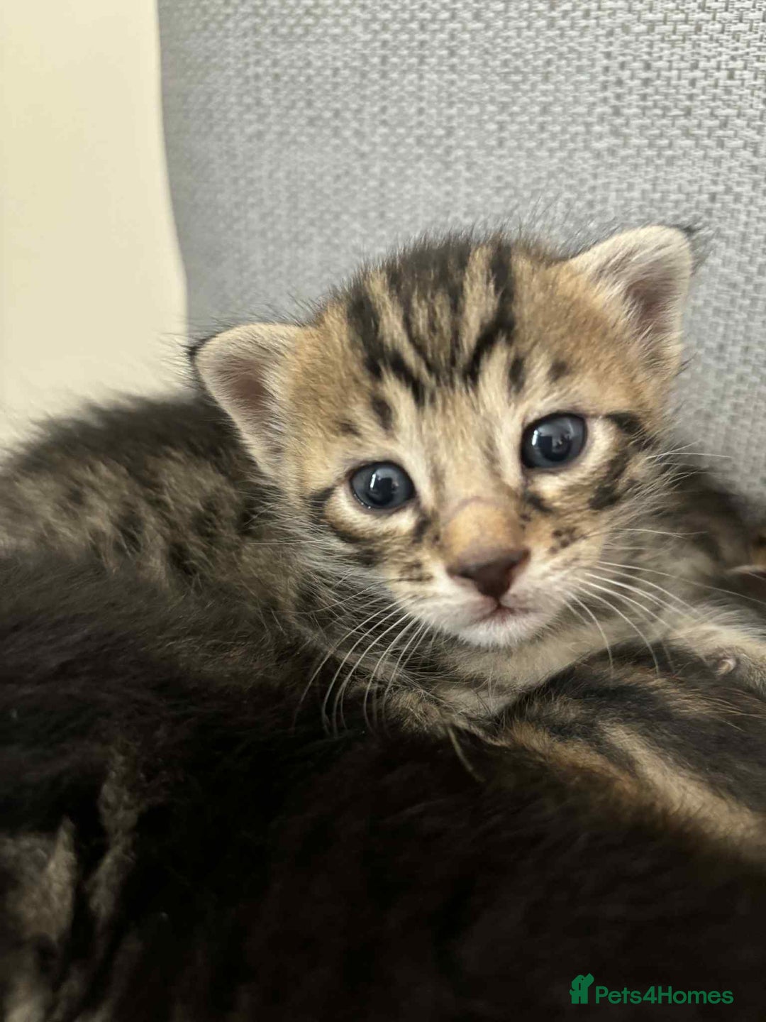 Bengal cats for sale: Bengal x - Image 2