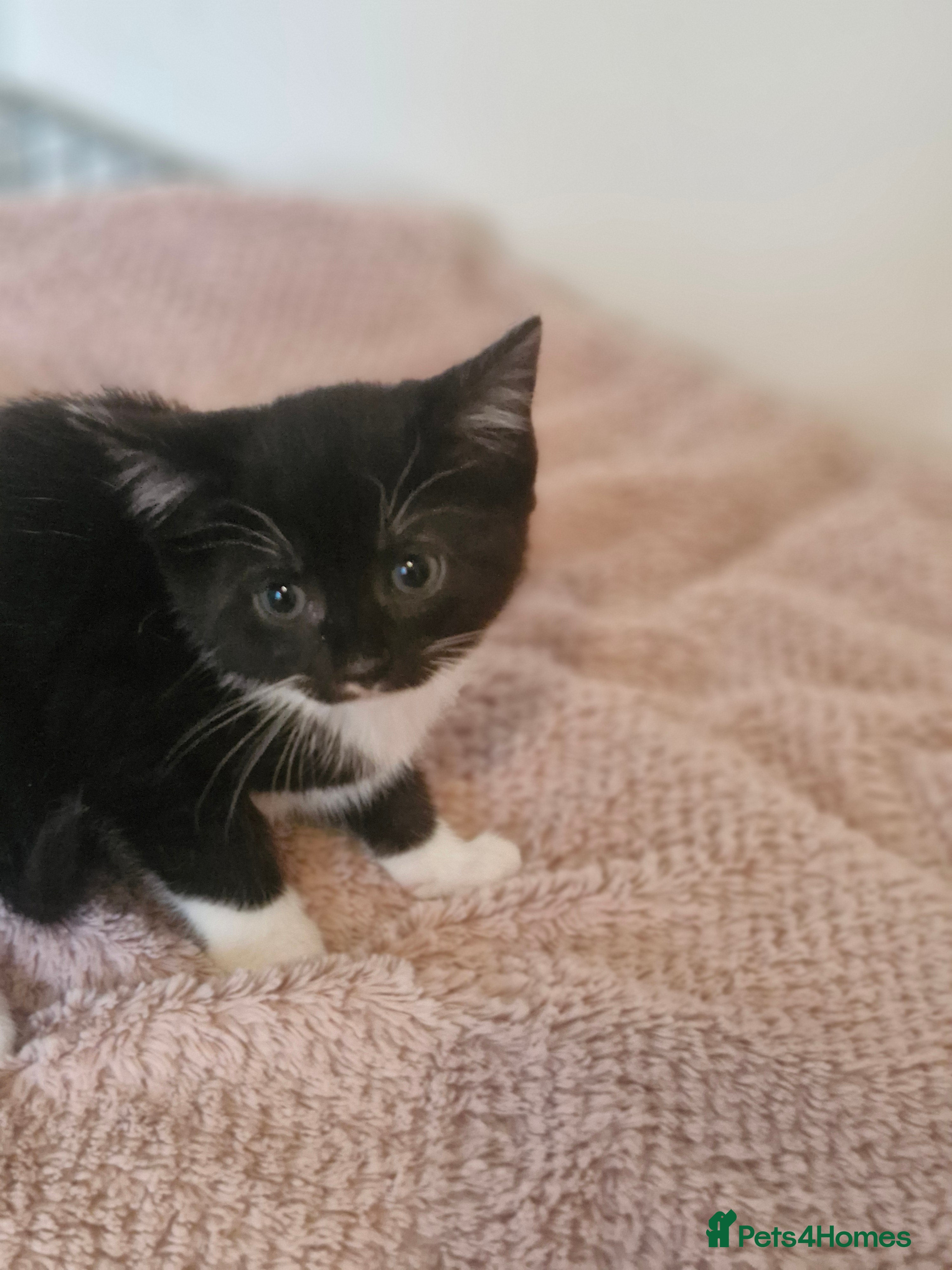 Mixed Breed cats Beautiful kittens - Advert 2