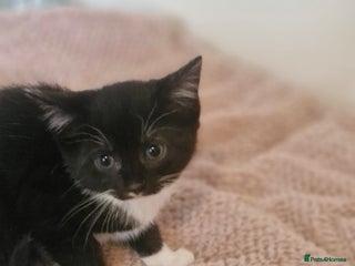 Mixed Breed cats - Advert 27