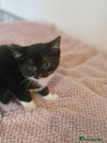 Mixed Breed cats - Advert 7