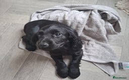 Cocker Spaniel dogs for sale: Ready now 8 weeks cicker puppies  - Advert 1