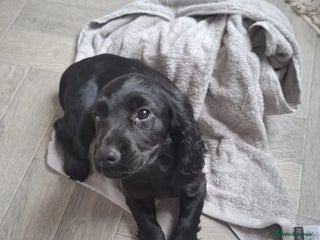 Cocker Spaniel dogs Ready now 8 weeks cicker puppies - Advert 2