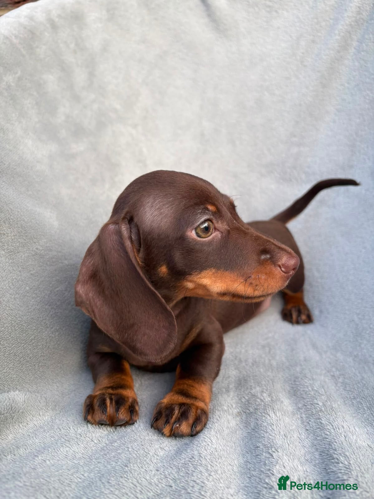 Miniature Dachshund dogs LAST BEAUTIFUL KC REG BOY!! READY TO GO NOW 🐾🐾 - Advert 9
