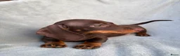 Miniature Dachshund dogs for sale: LAST BEAUTIFUL KC REG BOY!! READY TO GO NOW 🐾🐾 - Advert 1