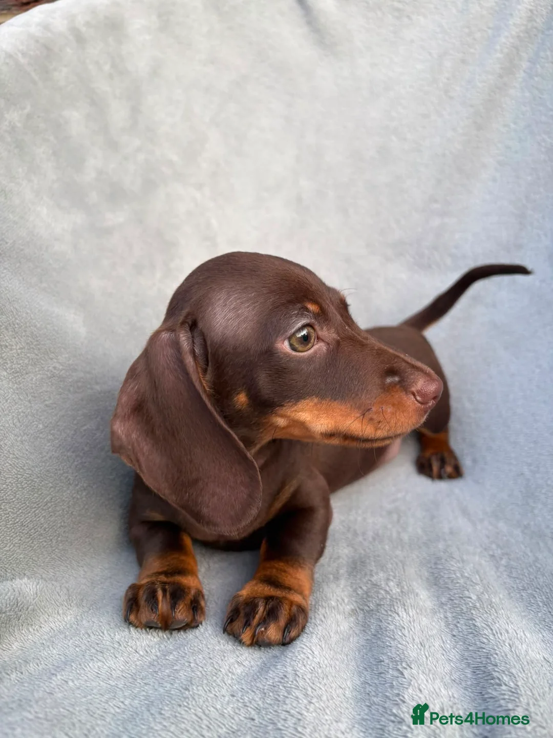 Miniature Dachshund dogs for sale: LAST BEAUTIFUL KC REG BOY!! READY TO GO NOW 🐾🐾 - Advert 1