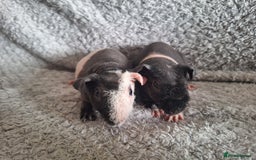 Guinea Pig rodents for sale: Bonded skinny brothers  - Image 2