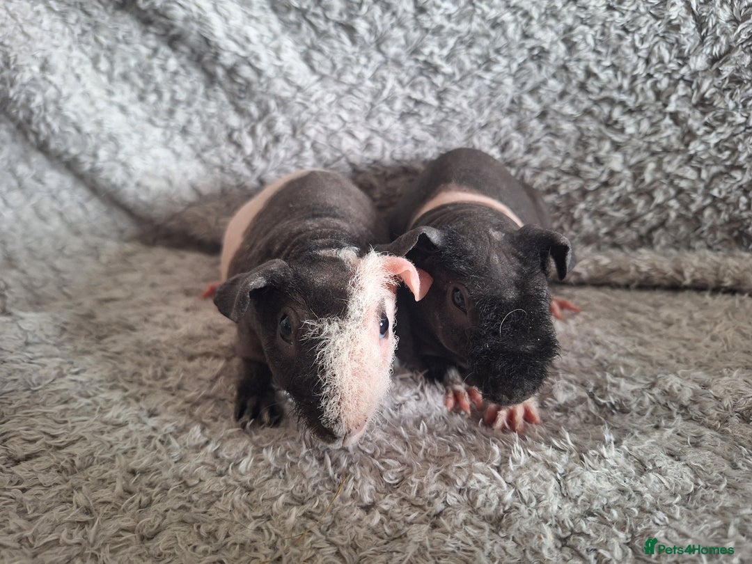 Guinea Pig rodents for sale: Bonded skinny brothers  - Image 2