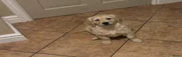 Golden Retriever dogs for sale: Beautiful KC Reg Golden Retriever puppies!!  - Advert 11