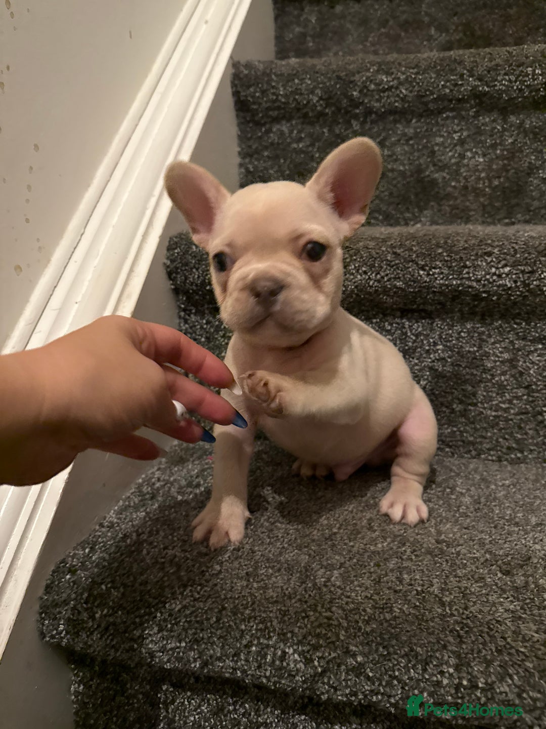 French Bulldog dogs for sale: Cream/ platinum French Bulldog puppy , ready now❤️ - Advert 21