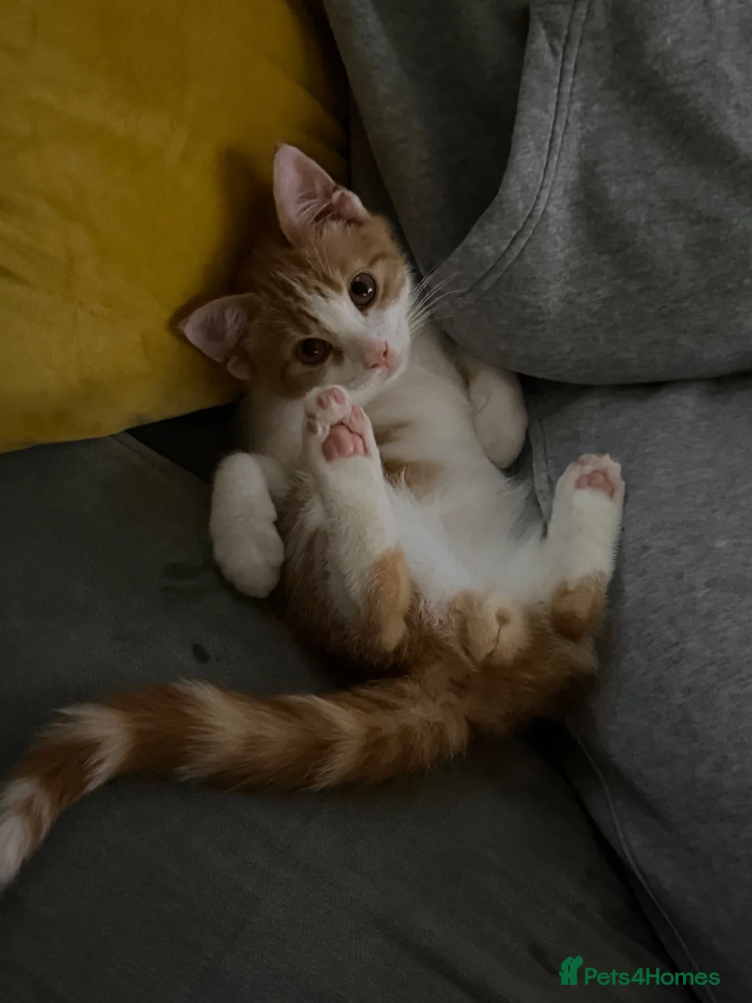 Mixed Breed cats for sale: Mush  - Advert 1