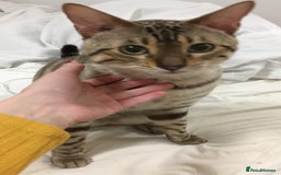 Bengal cats for sale: Now taking deposits for December and February  - Image 2