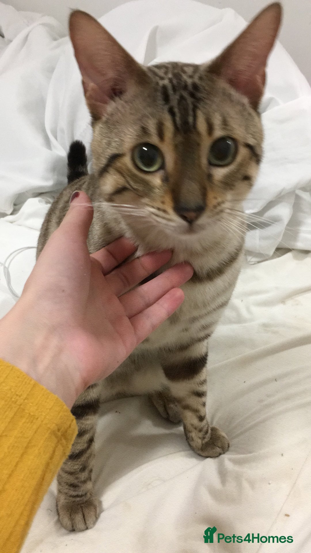 Bengal cats for sale: Now taking deposits for December and February  - Image 2