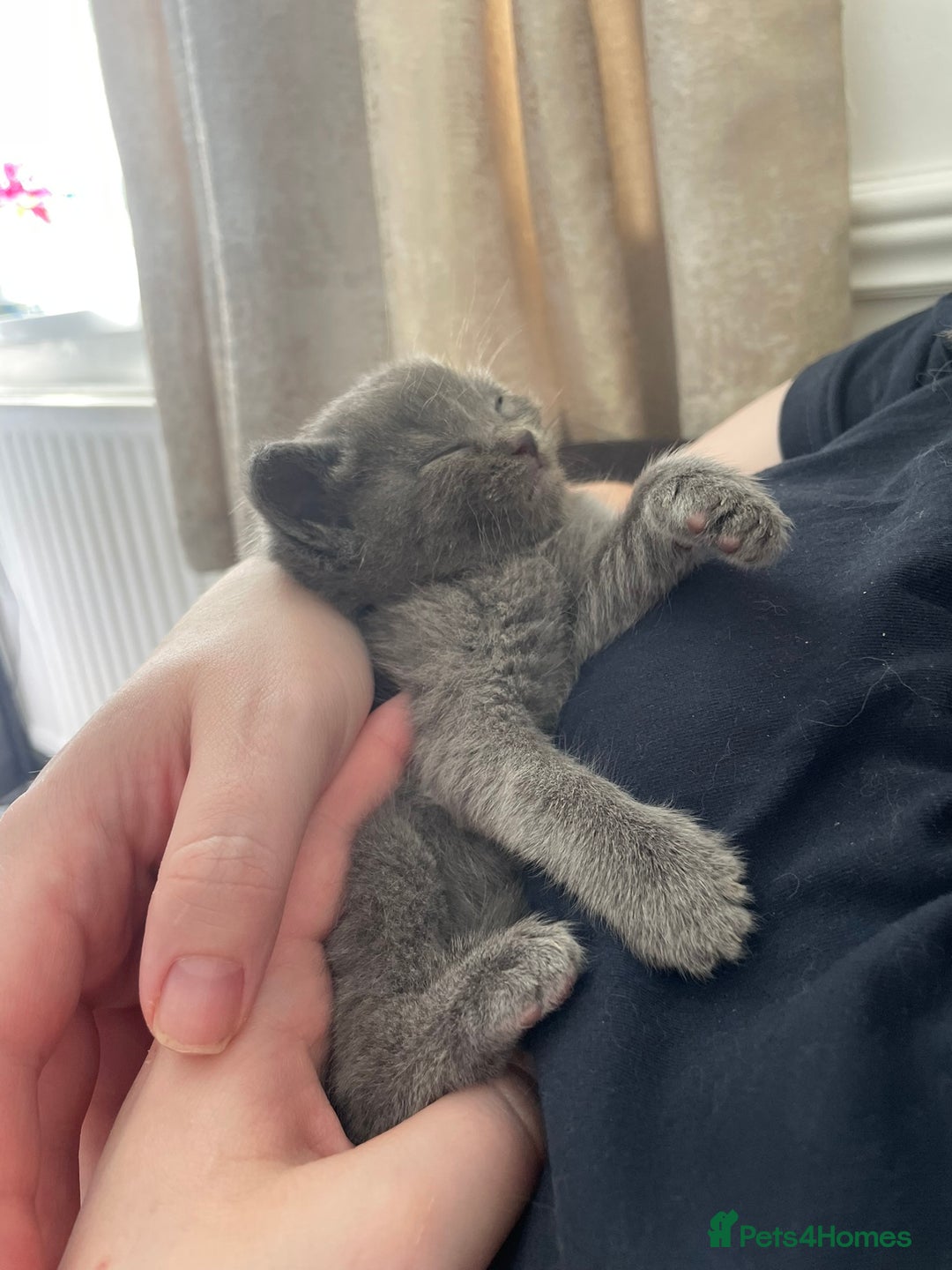 Ragdoll cats for sale: Cuddly & Sweet Ragdolls - Image 23