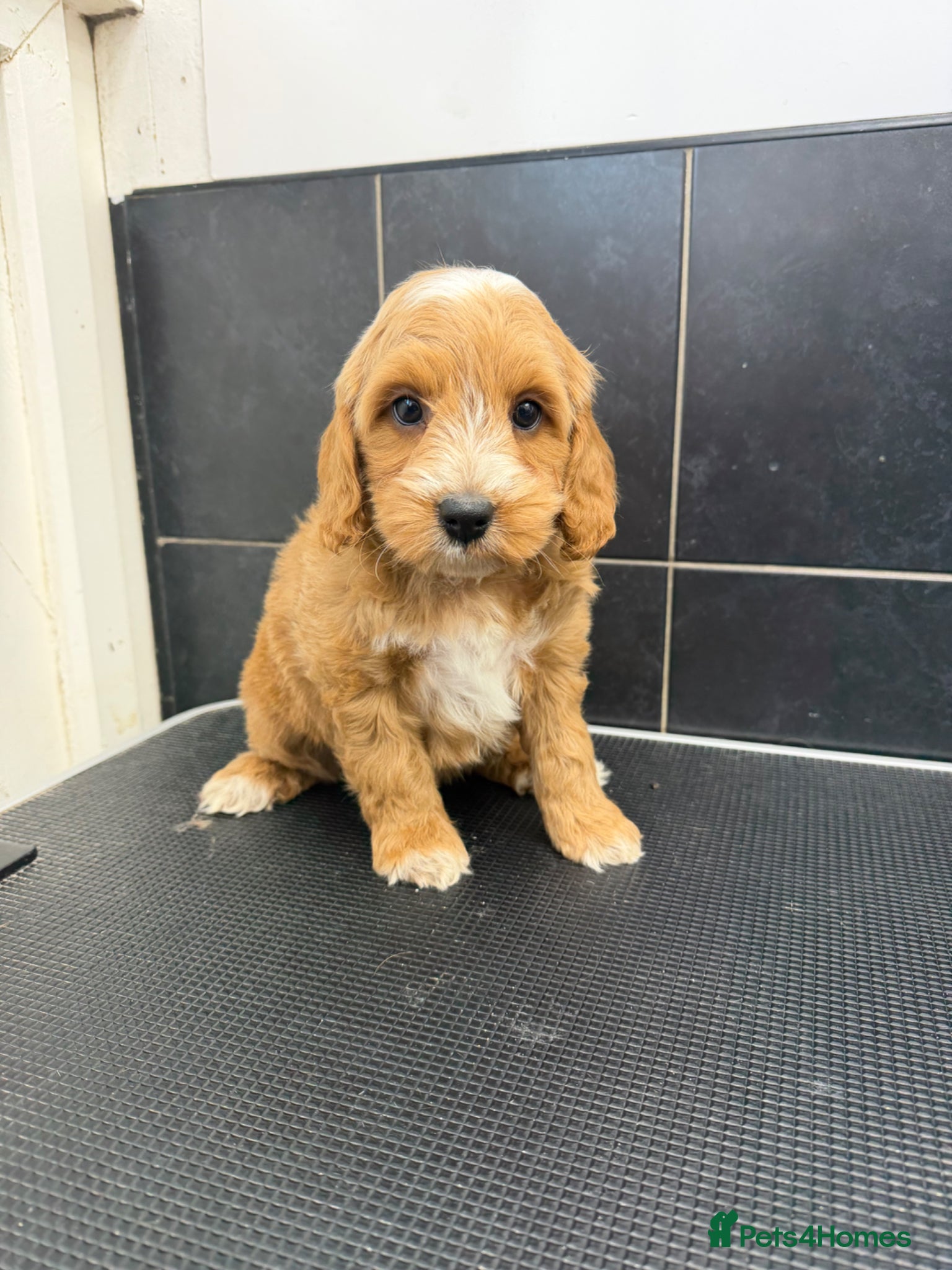 Cockapoo dogs Beautiful F1 Show Type Toy Cockapoo Pups  - Advert 1