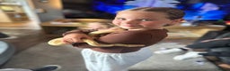 Python Snake reptiles for sale: Banana Ball Python - Advert 8