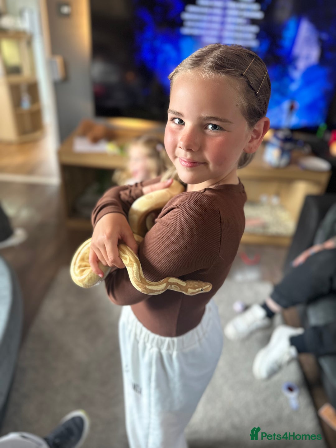 Python Snake reptiles for sale: Banana Ball Python - Advert 8