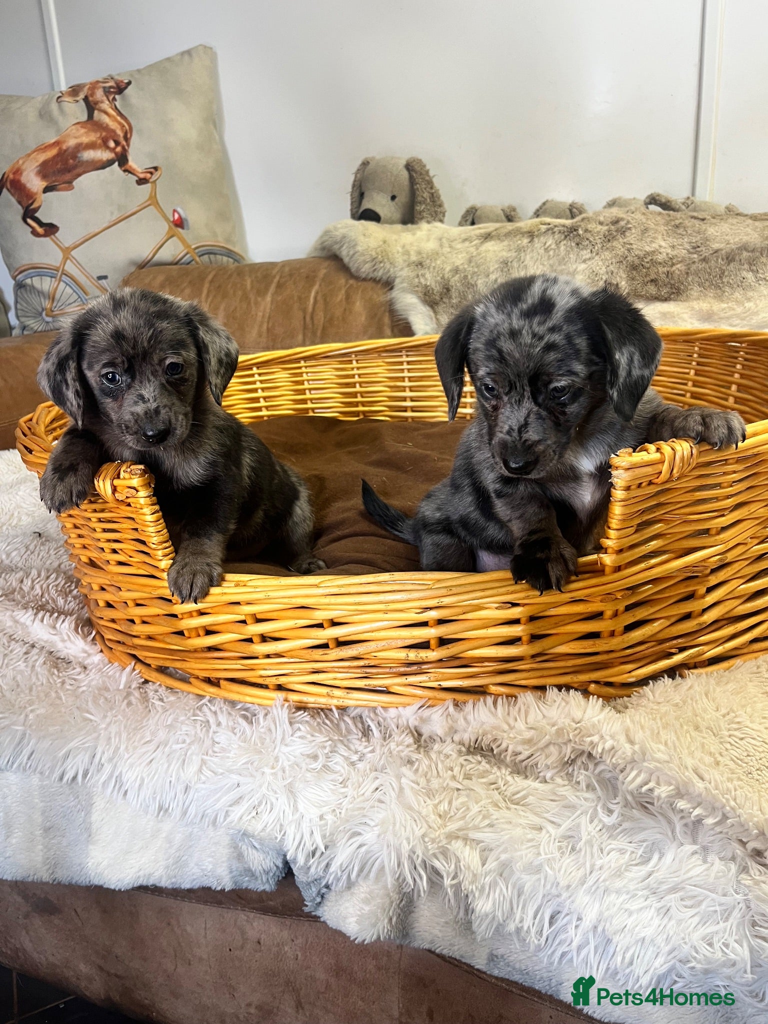Jackshund dogs Gorgeous Blue Merle Daxi Jacks  - Advert 1
