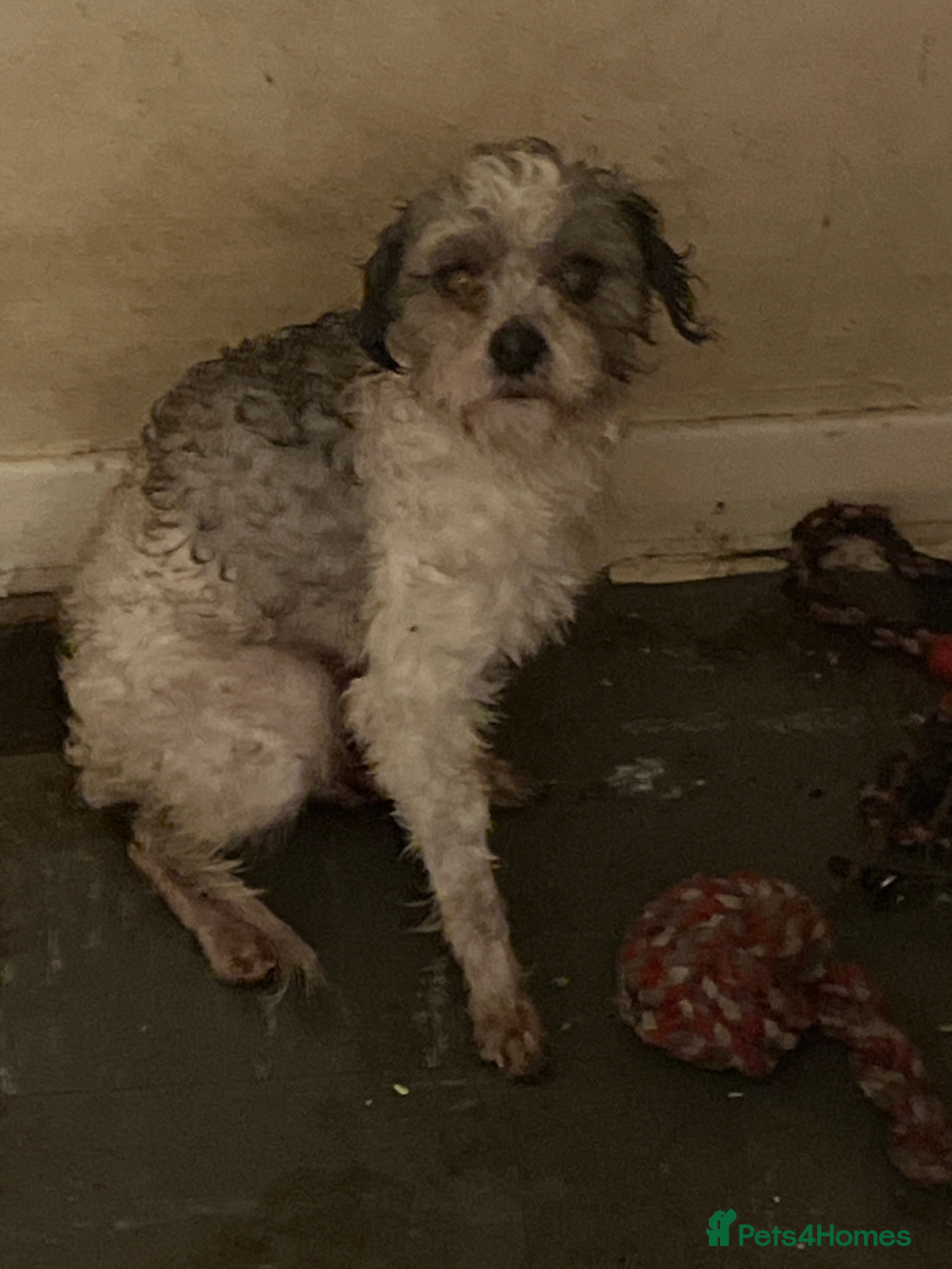 Cavapoo dogs Home needed - Advert 1