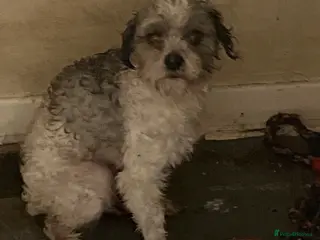 Cavapoo dogs Home needed - Advert 1