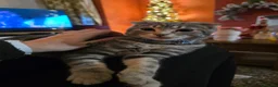 Scottish Fold cats for sale: Cookie- grey tabby Scottish fold - Advert 4