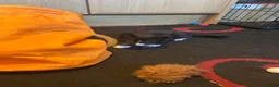Mixed Breed cats for sale: 2 Beautiful Kittens - Advert 3
