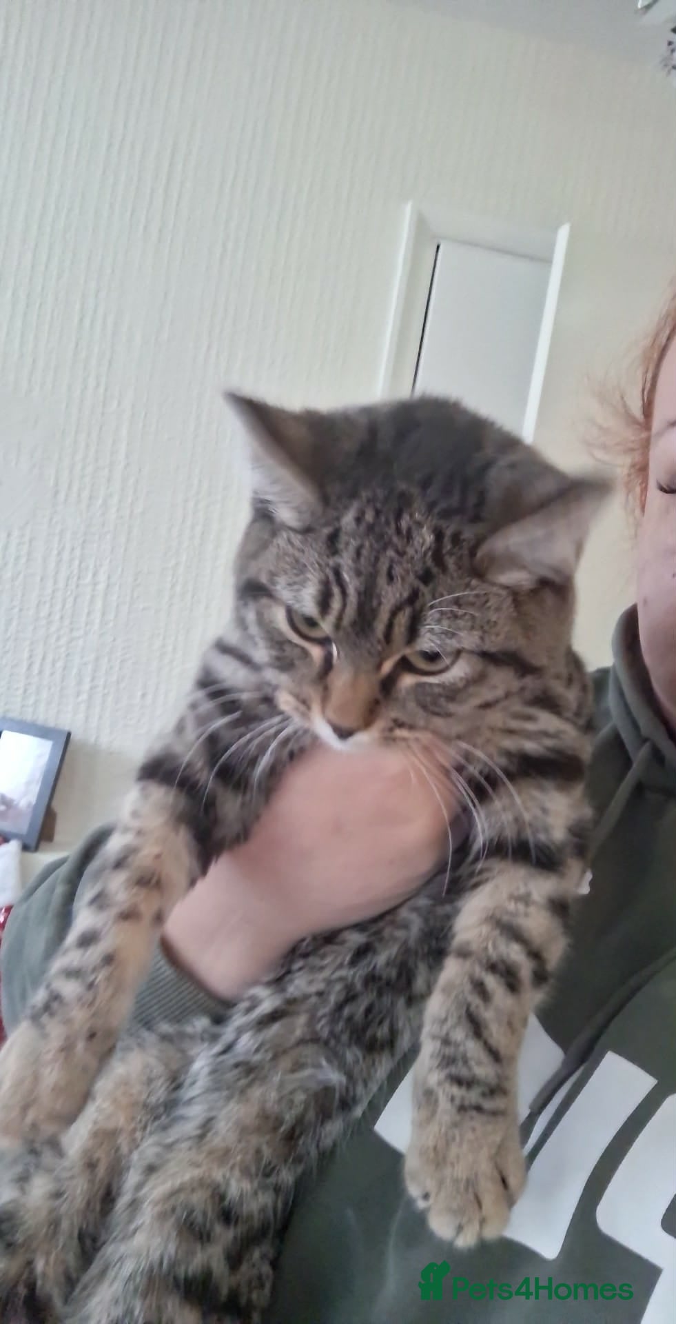 Mixed Breed cats Male kitten - Advert 18