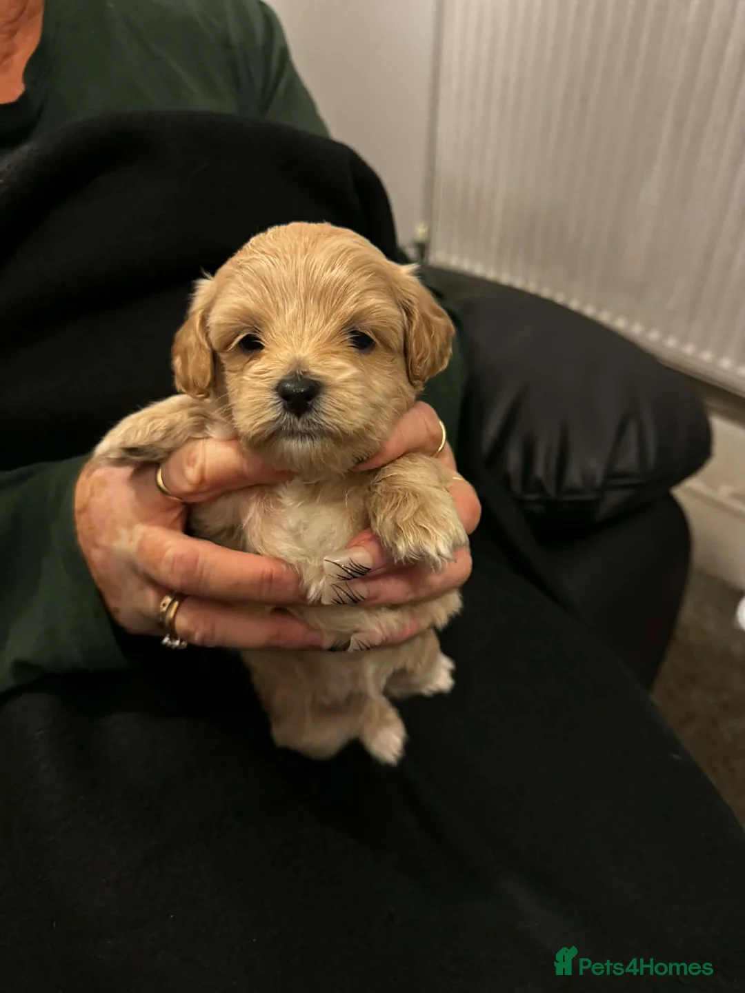 Lhasapoo dogs for sale: Lhasapoo puppies - Advert 5