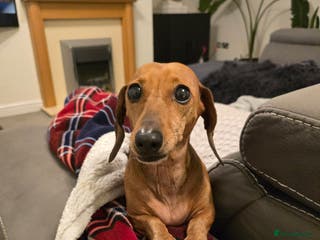 Miniature Dachshund dogs Female miniature dachshund - Advert 1