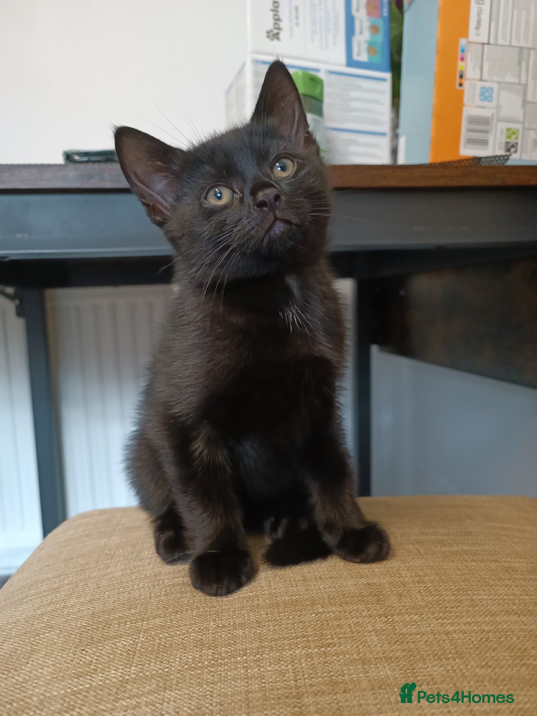European cats for sale: Kittens looking for homes - Image 7